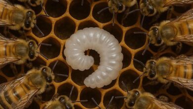 Photo of The Wisdom of Bees